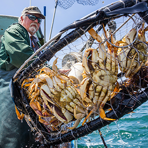 Crab haul. Photo credit: Benjamin Drummond/bdsjs.com