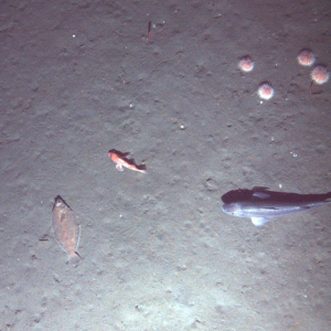 Researchers studied four species of West Coast groundfish commonly harvested together, including sablefish, Dover sole, and thornyhead (pictured here).