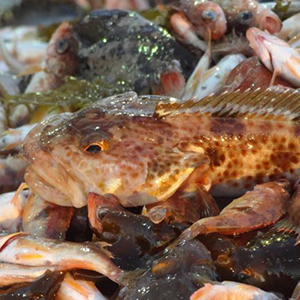 groundfish closeup NWFSC