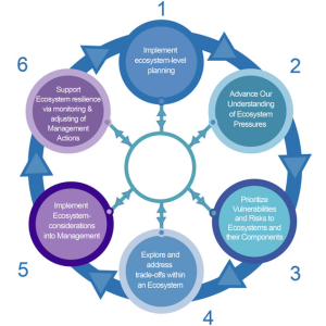 EBFM Guidelines with plain language inset from the EBFM Road Map. 