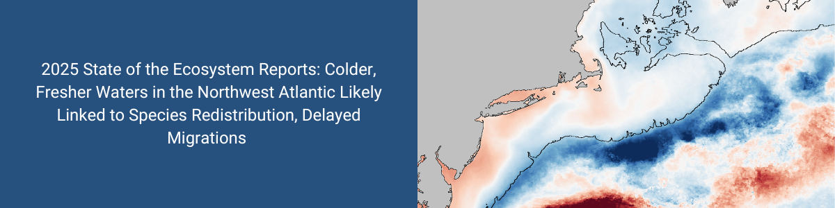 2025 State of the Ecosystem Reports: Colder, Fresher Waters in the Northwest Atlantic Likely Linked to Species Redistribution, Delayed Migrations
