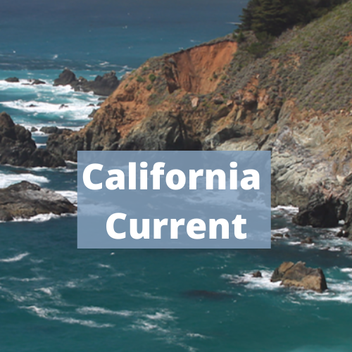 California Current Ecosystem Status reports