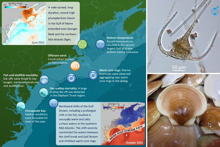 Left: A map of the Northeast US shelf ecosystems with icons indicating notable events that are described in the 2024 State of the Ecosystem reports. Notable events include a large phytoplankton bloom and bottom water heatwaves in the Gulf of Maine, construction of offshore wind projects, and periods of fish and shellfish mortality in the Mid-Atlantic Bight. Top Right: Image of the dinoflagellate species that dominated the Gulf of Maine phytoplankton bloom, T. muelleri, under a microscope at 400x magnification with a 50 micron bar for scale. Dinoflagellates are unicellular and have 2 tail-like appendages called flagella that are used for locomotion. Bottom Right: A collection of sea scallops with brown and white striping on their shells.