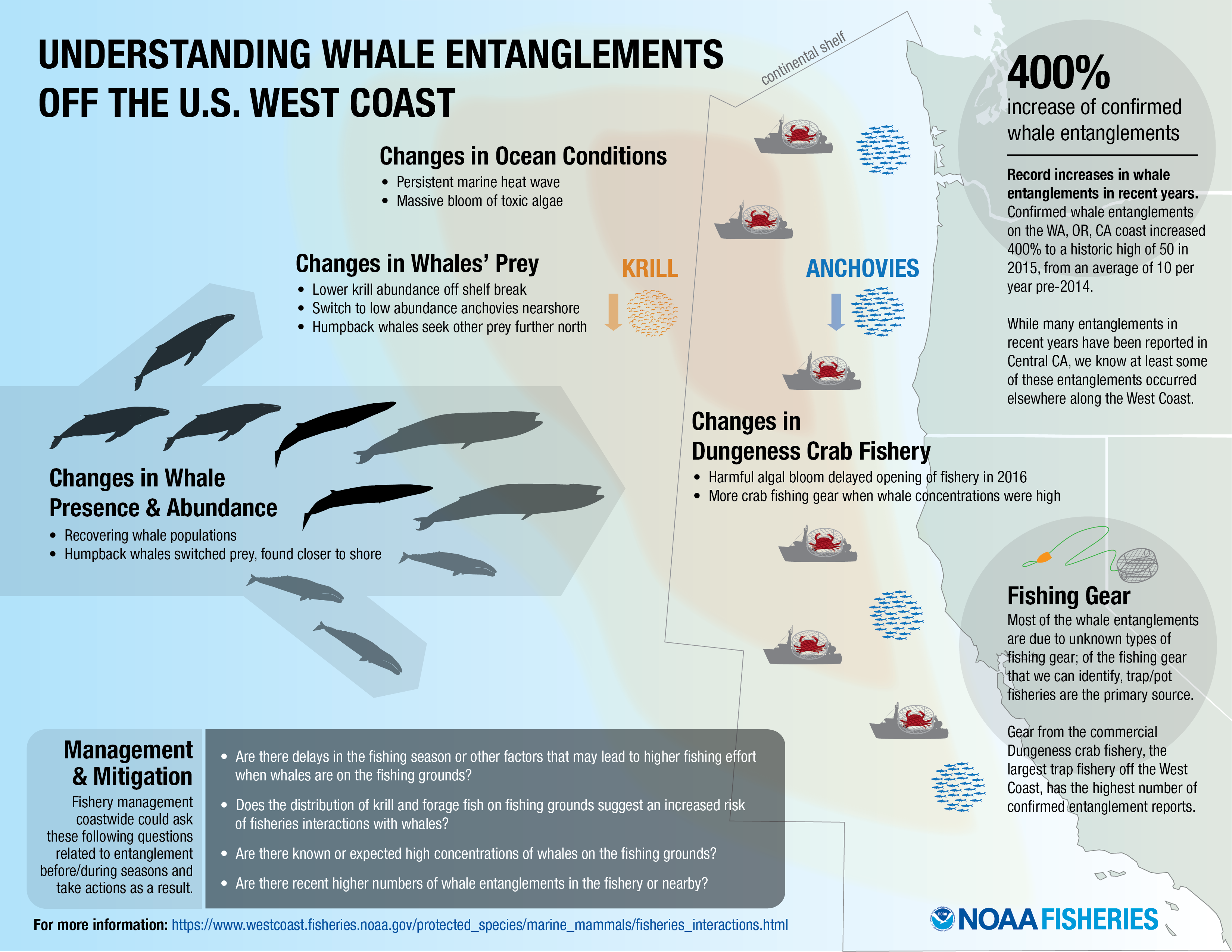 whale entanglement conceptual model