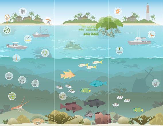 Florida Keys ecosystem