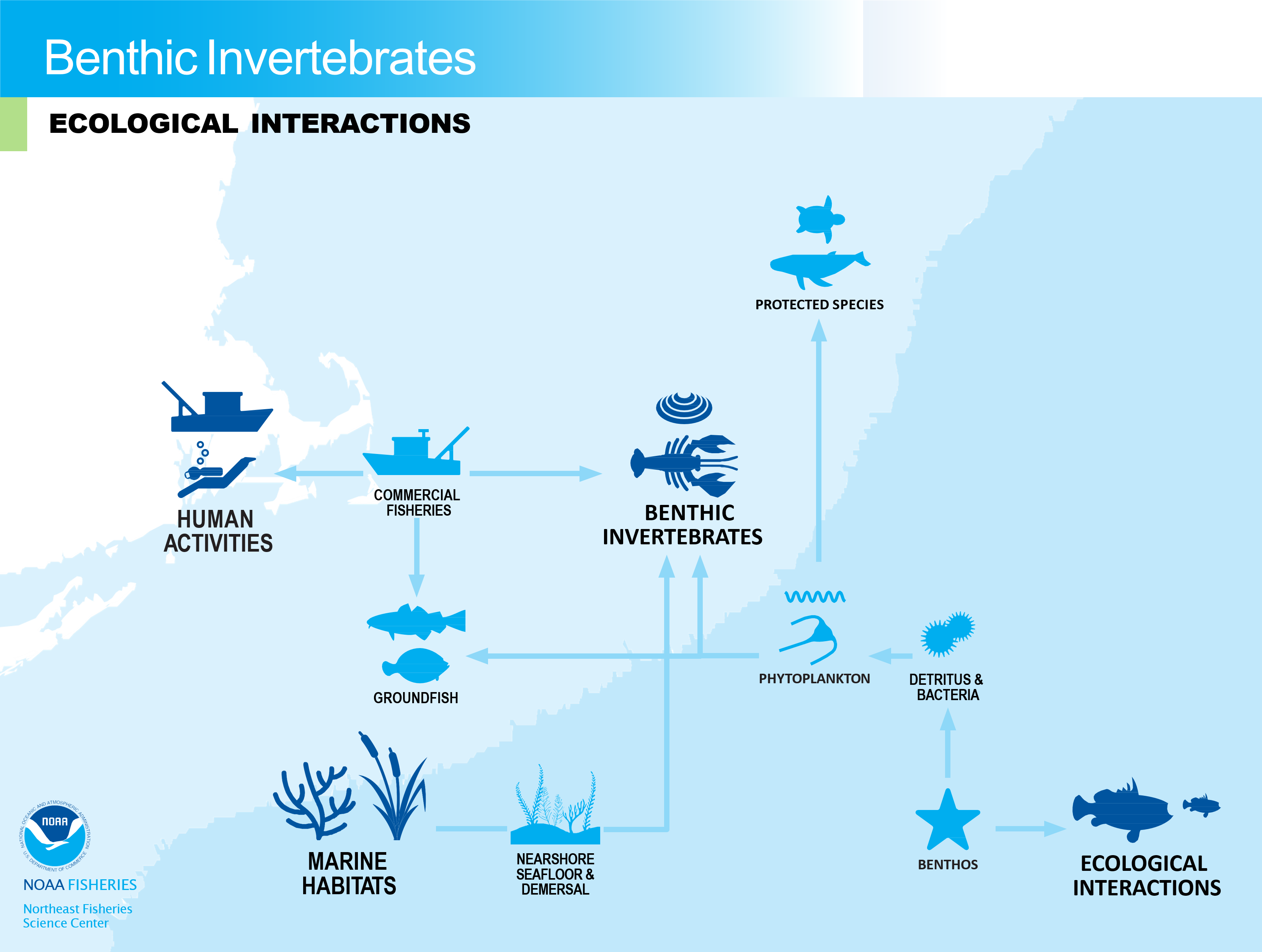 Conceptual model of benthic invertebrates ecological interactions in the NE-LME.