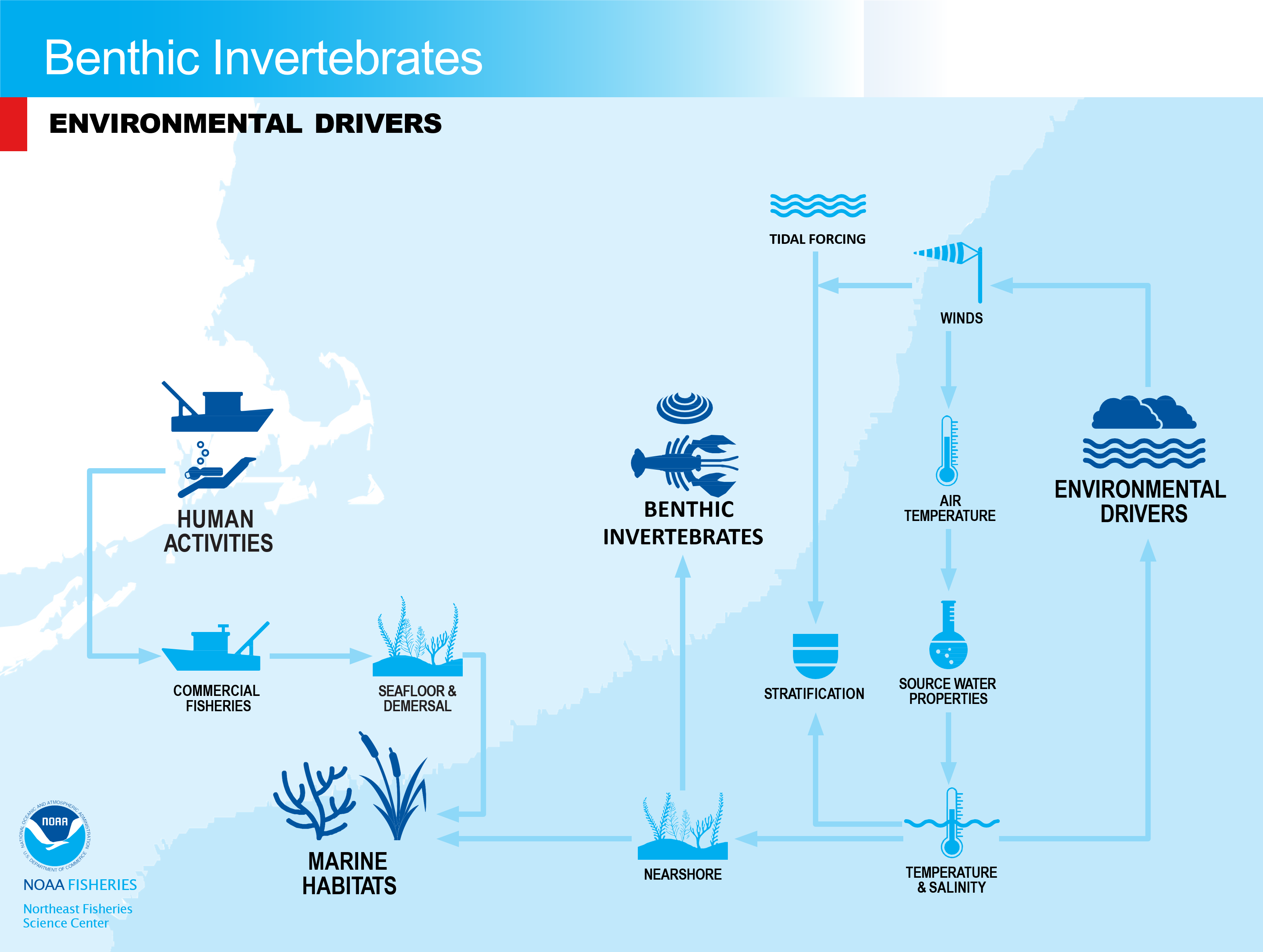 Conceptual model of fished invertebrates environmental drivers in the NE-LME.