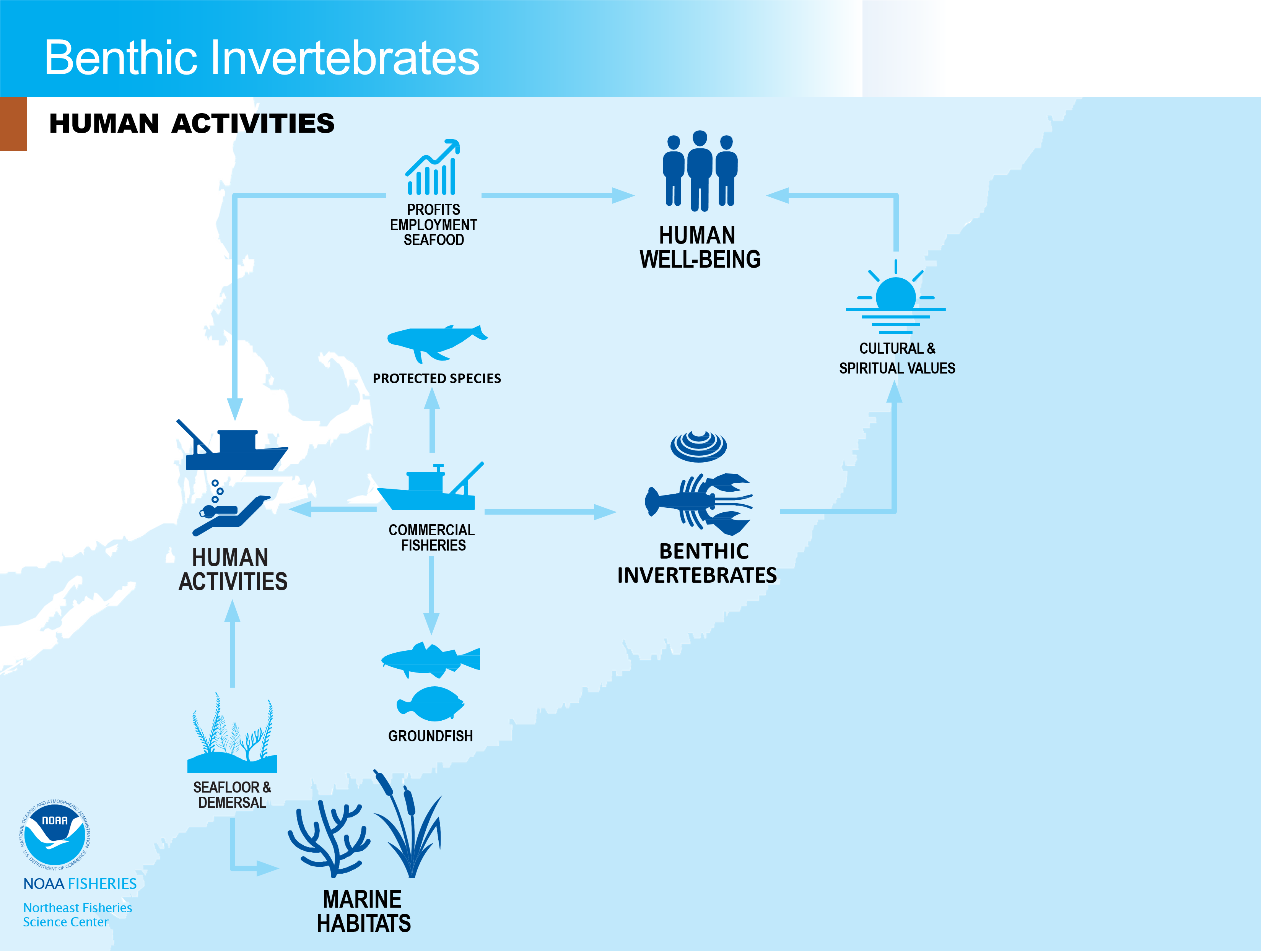 Conceptual model of human activities related to benthic invertebrates