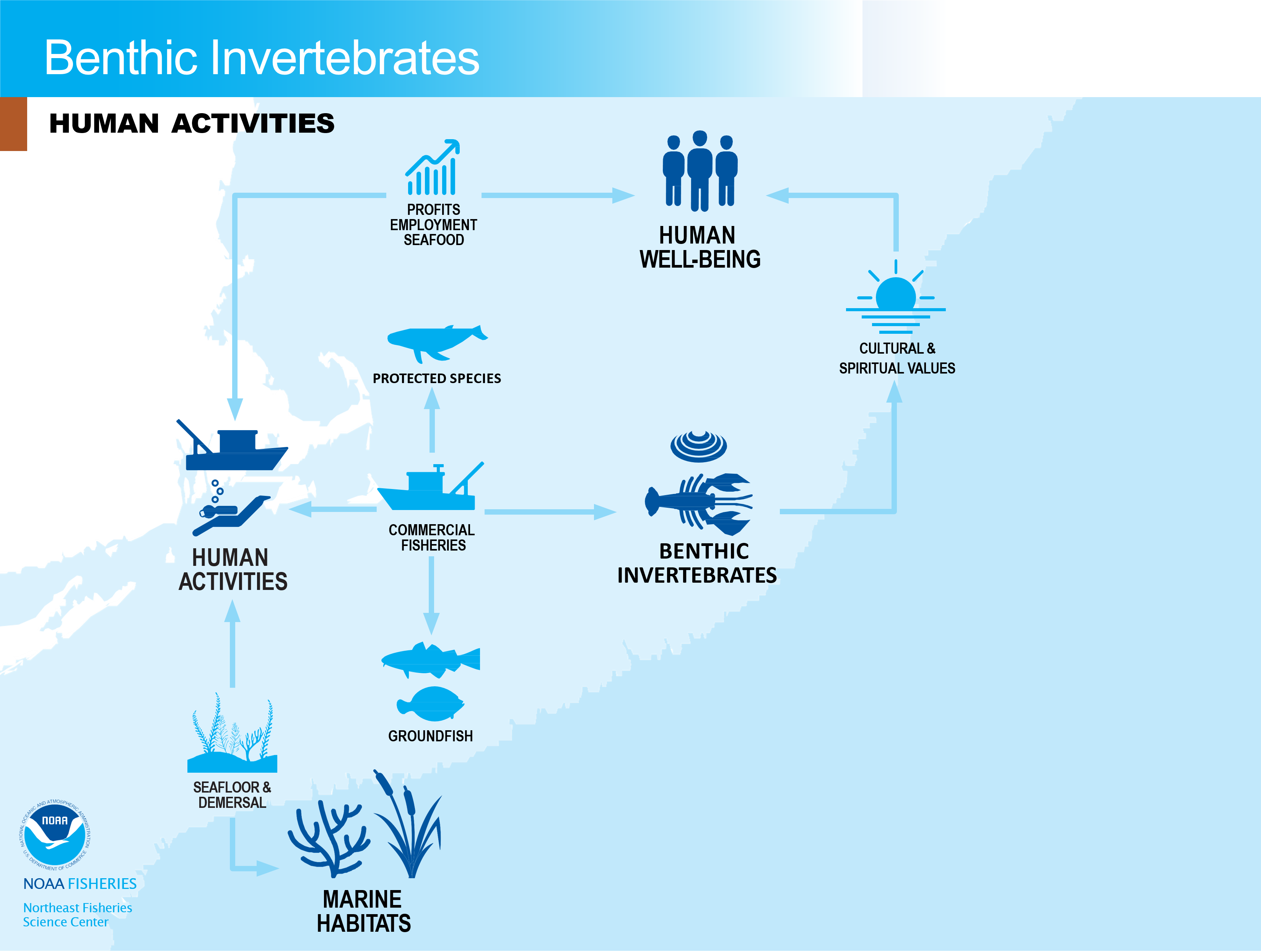 Flowchart of human activities associated with benthic invertebrates.