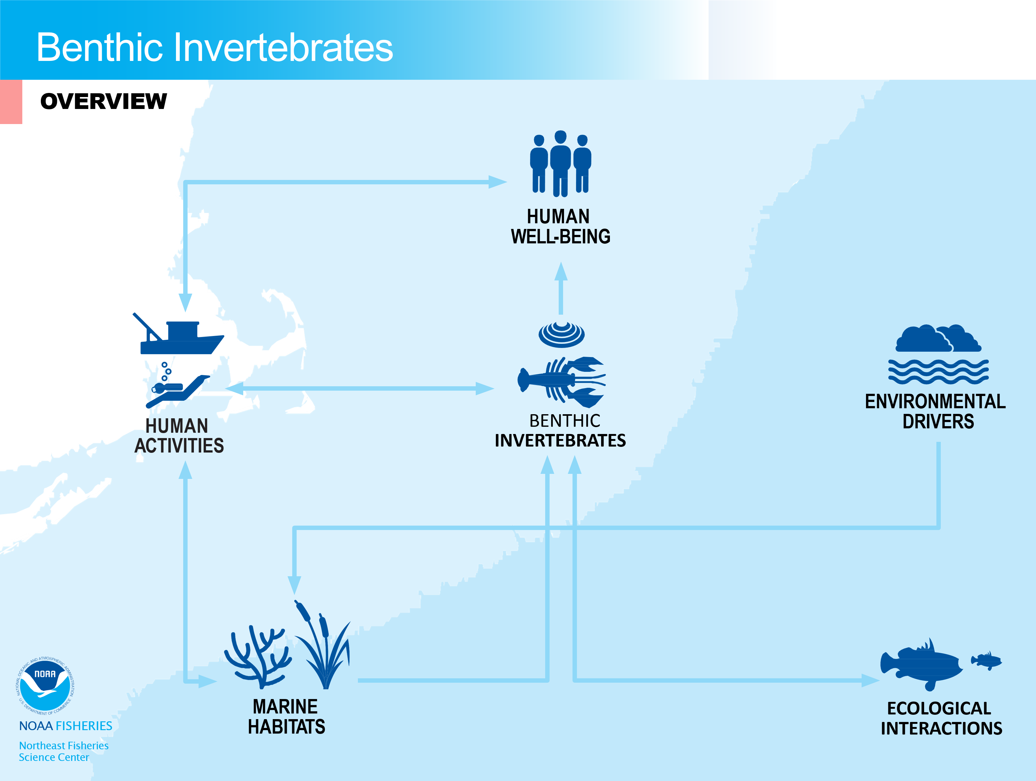 Flowchart of benthic invertebrates