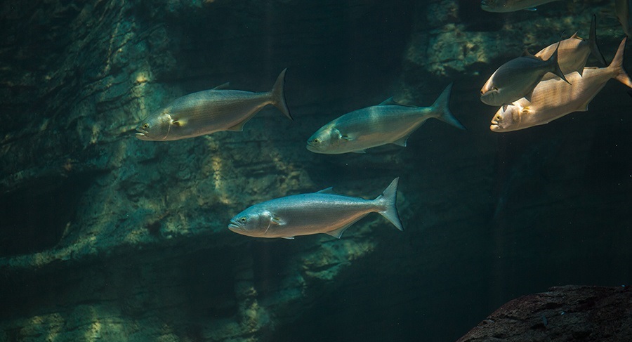 Swimming bluefish