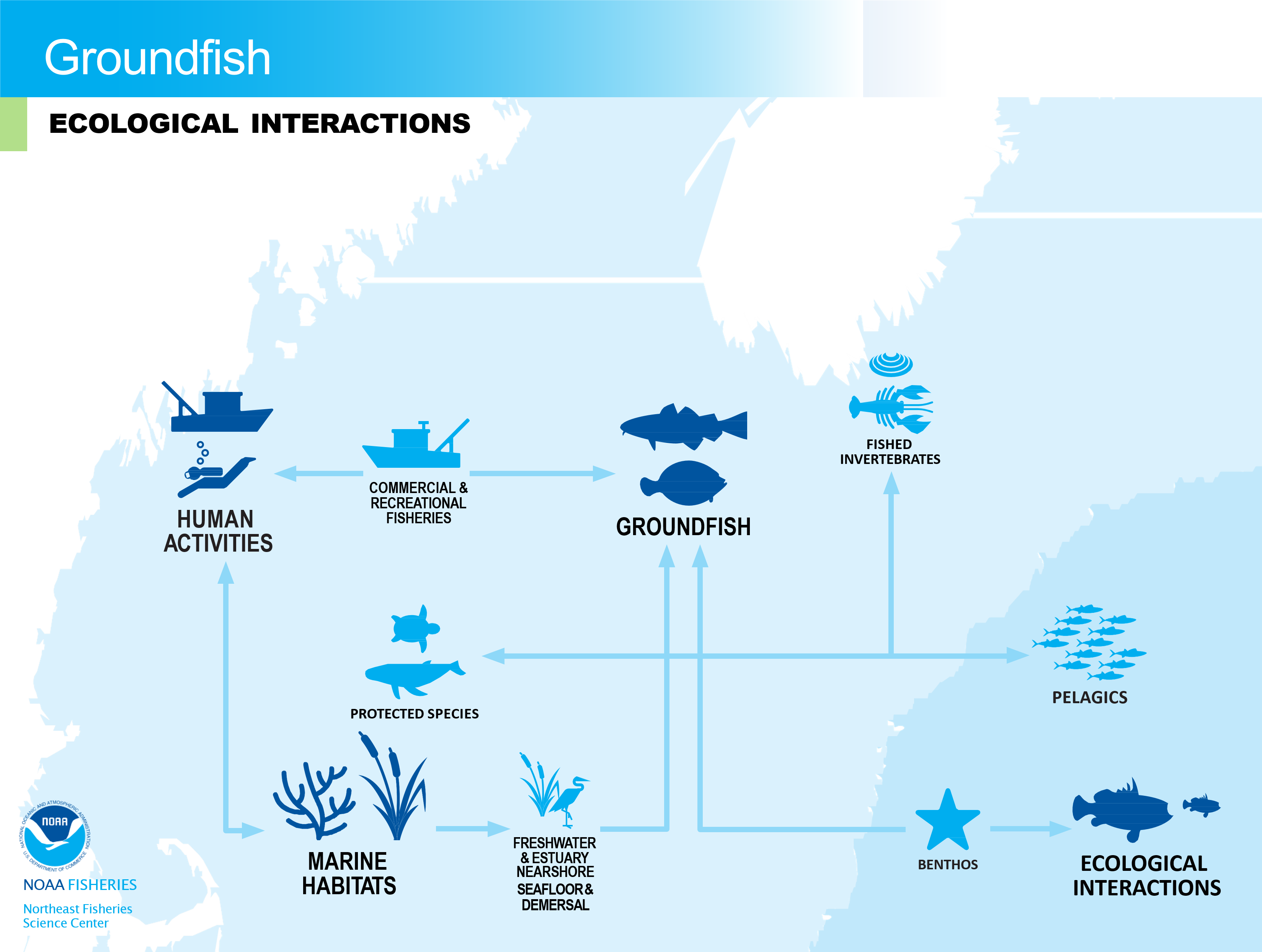 Flowchart of groundfish ecological interactions