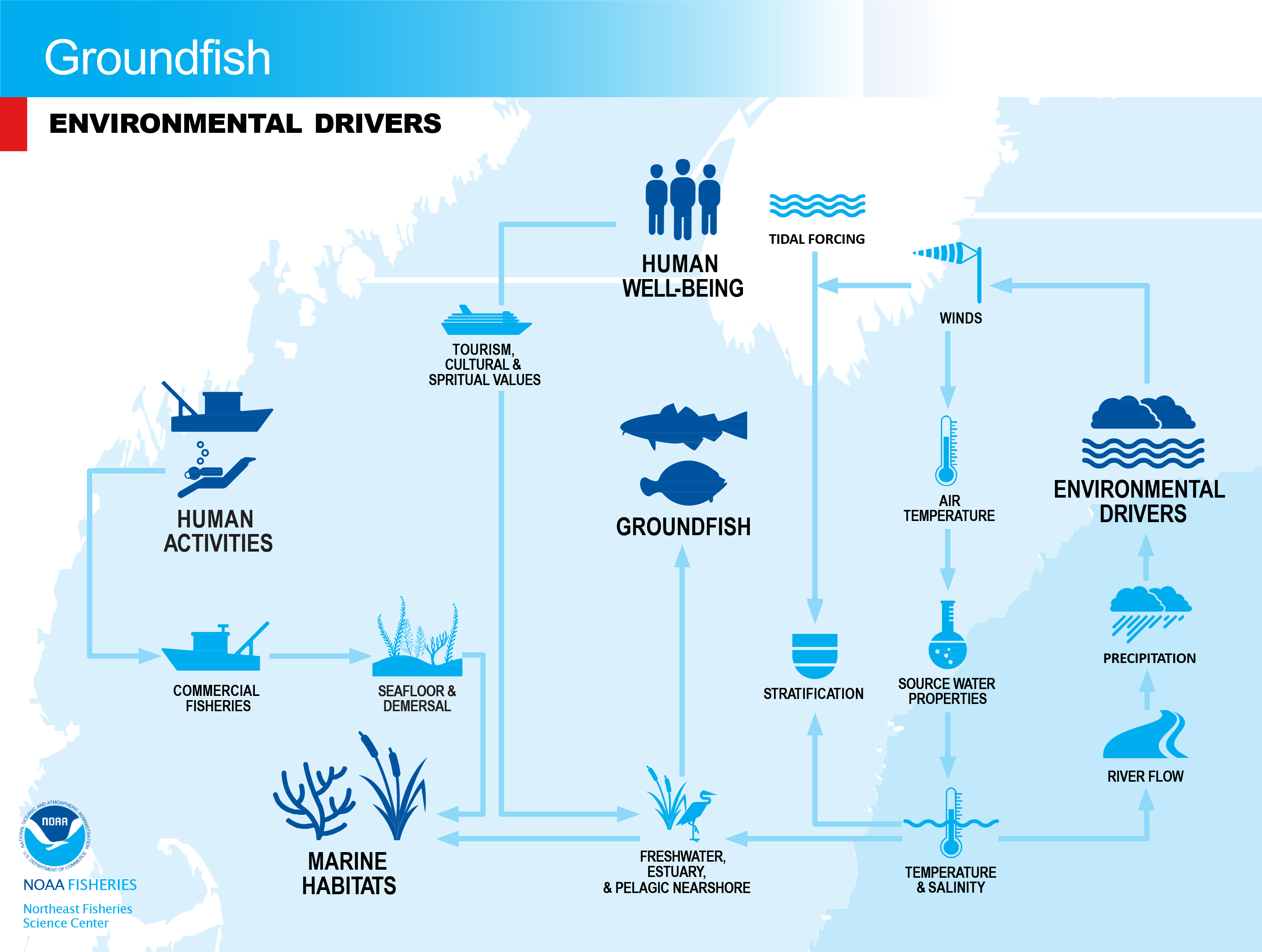 Conceptual model of groundfish environmental drivers in the NE-LME.