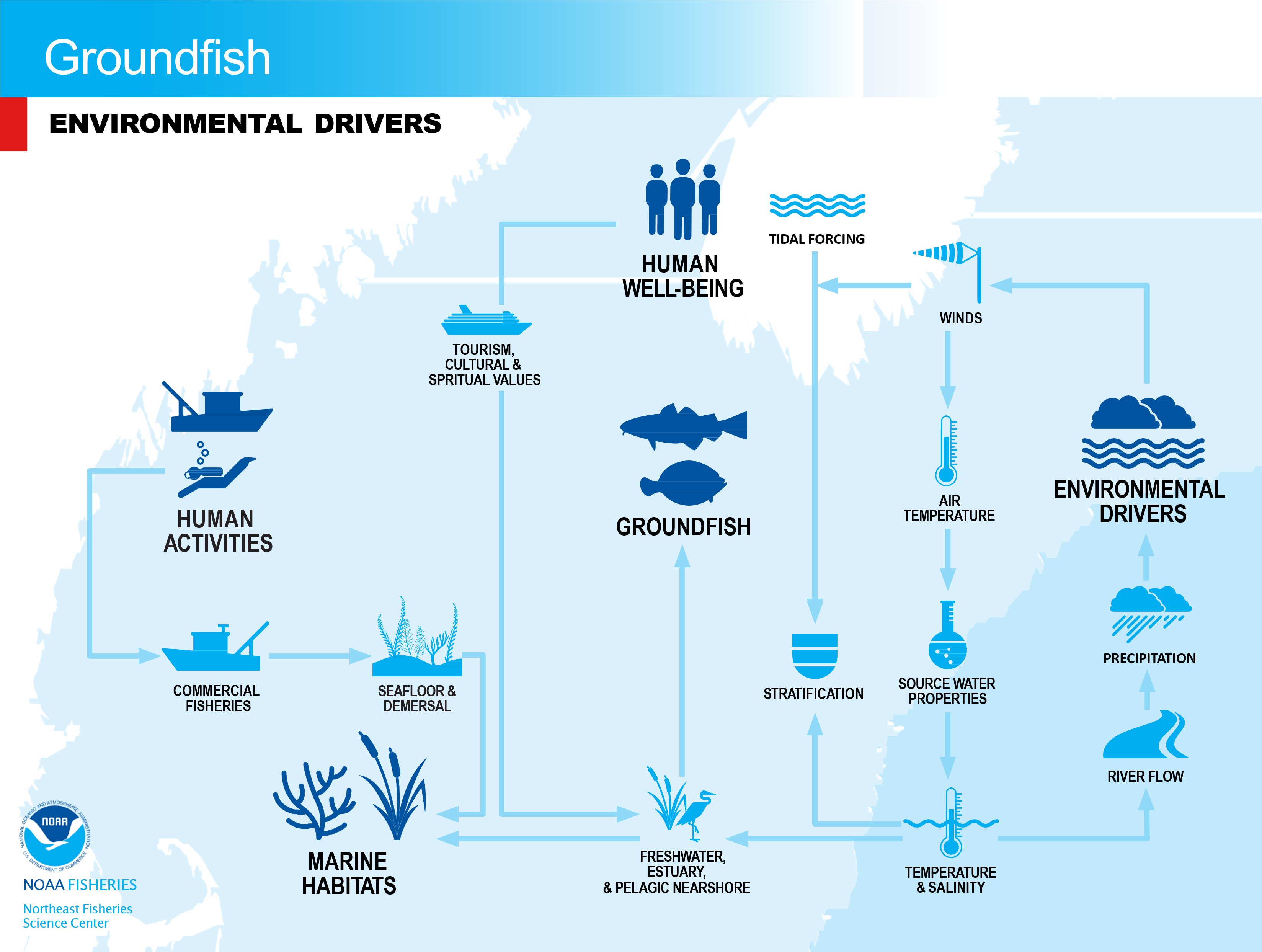 Flowchart of groundfish environmental drivers