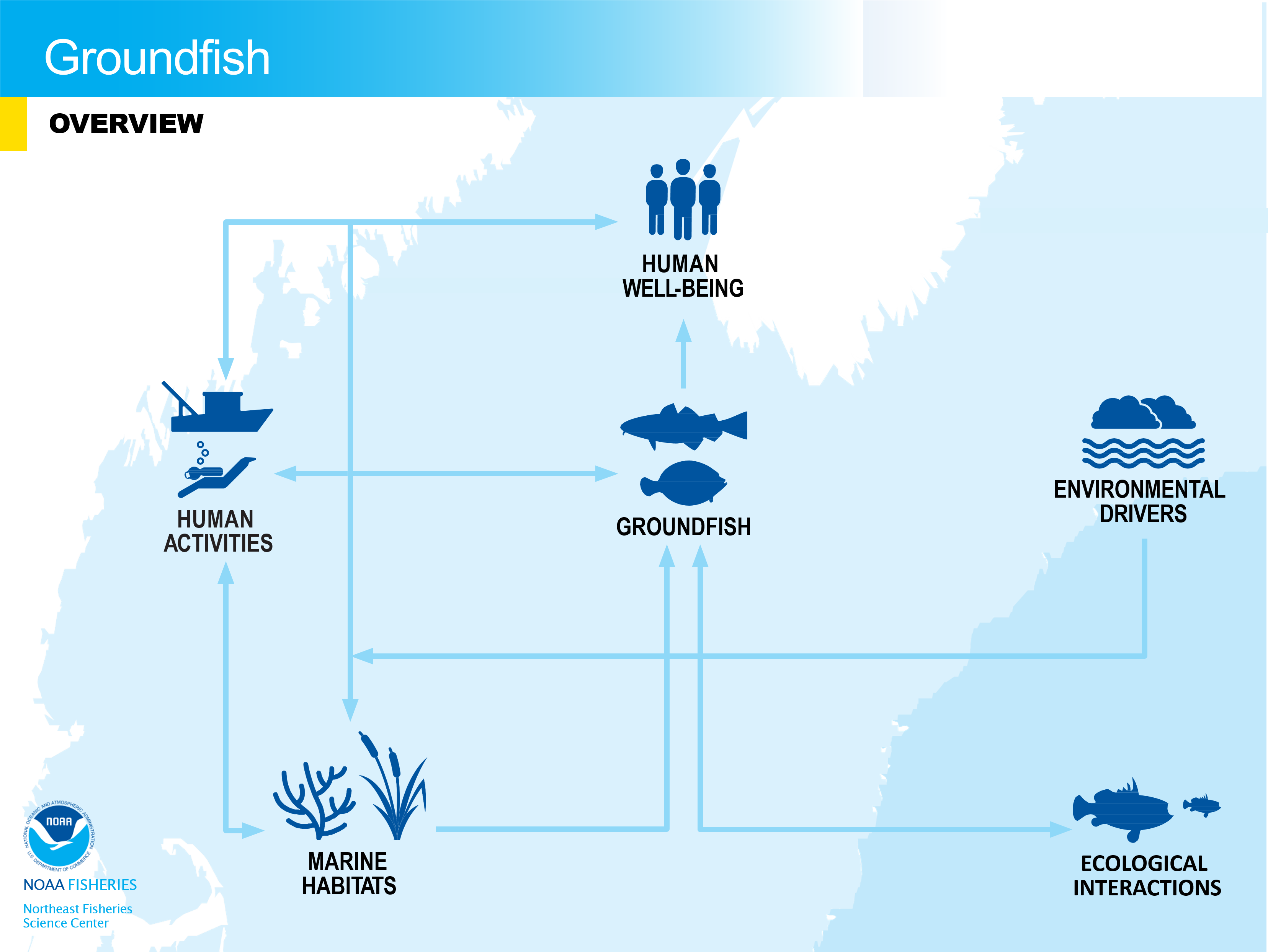 Conceptual model overview of groundfish in the NE-LME