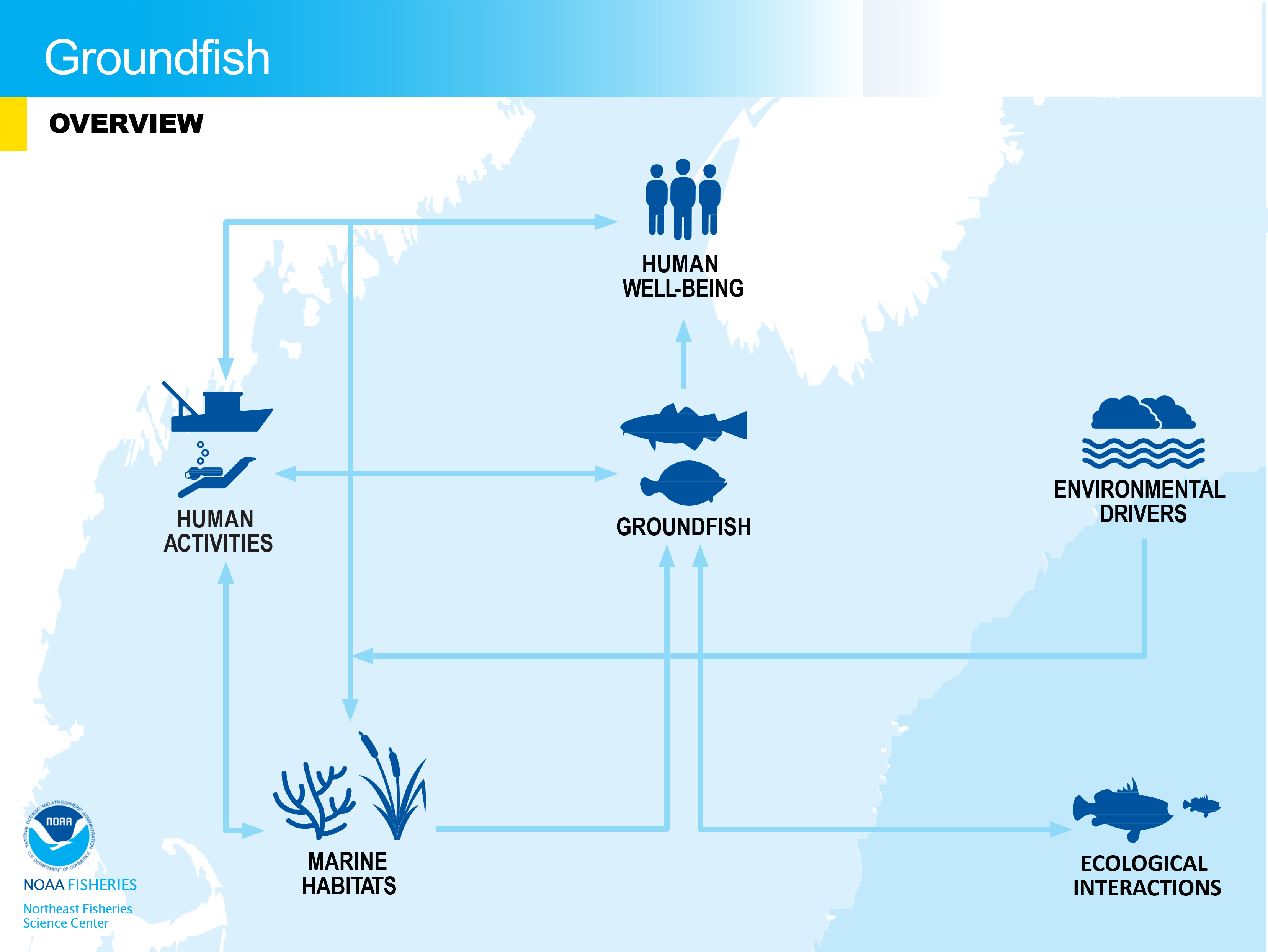 An overview flowchart of groundfish network connections