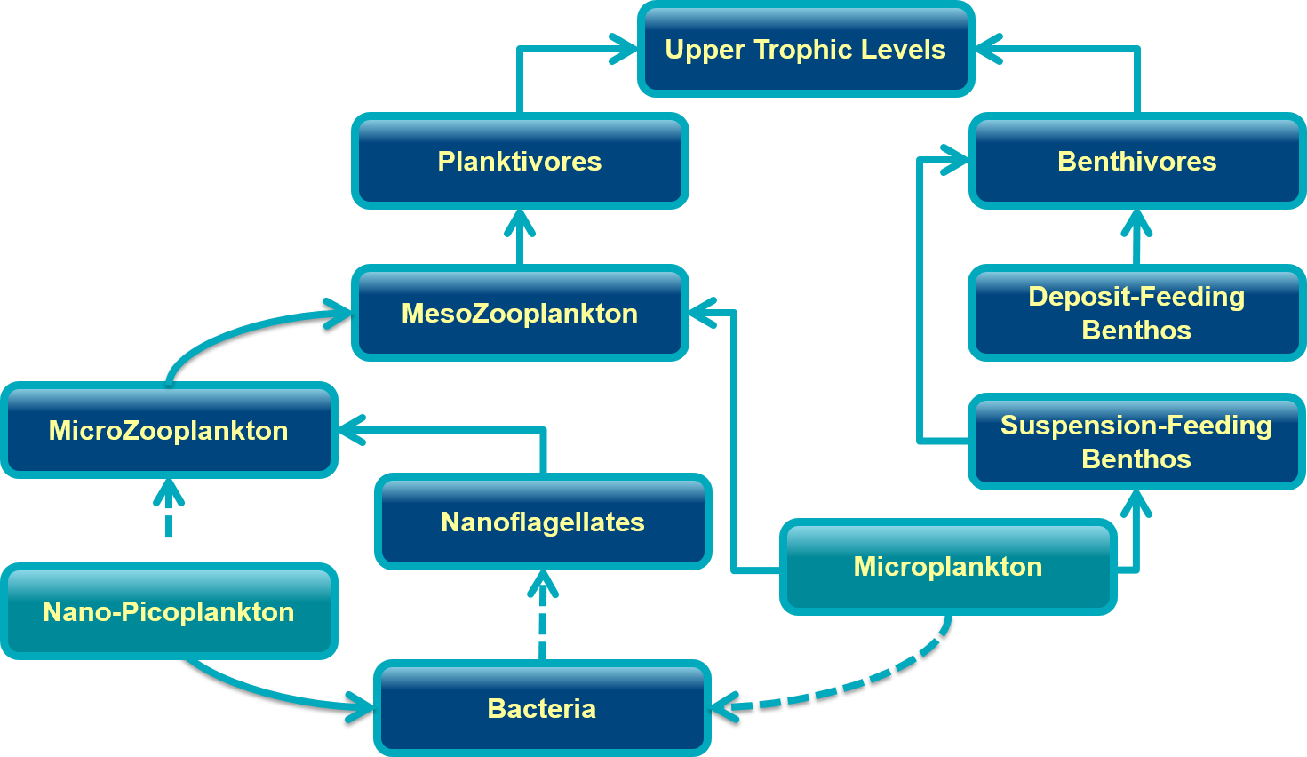 Food web tracing primary productivity through a generalized marine ecosystem.