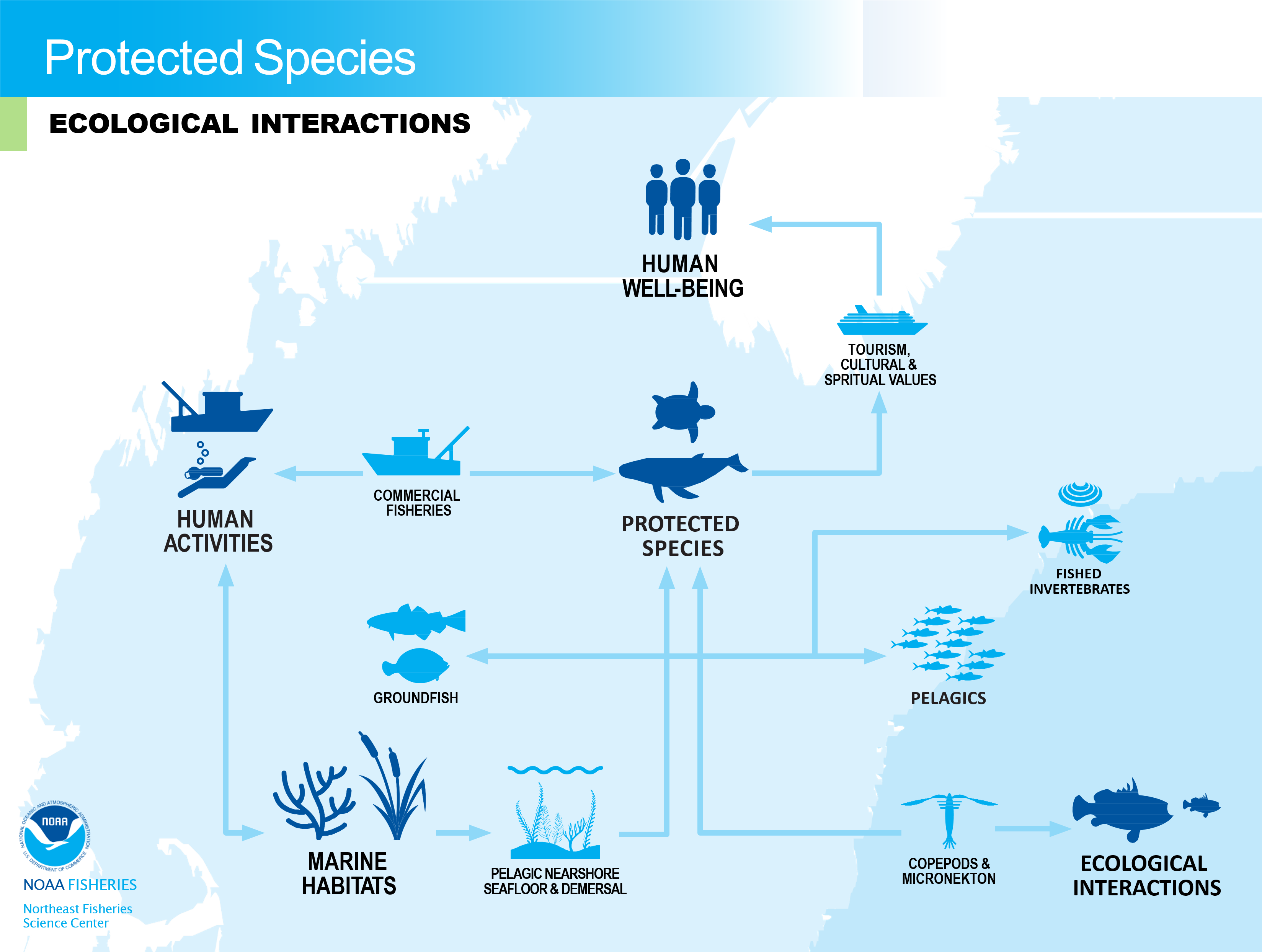 Conceptual model of protected species ecological interactions in the NE-LME.