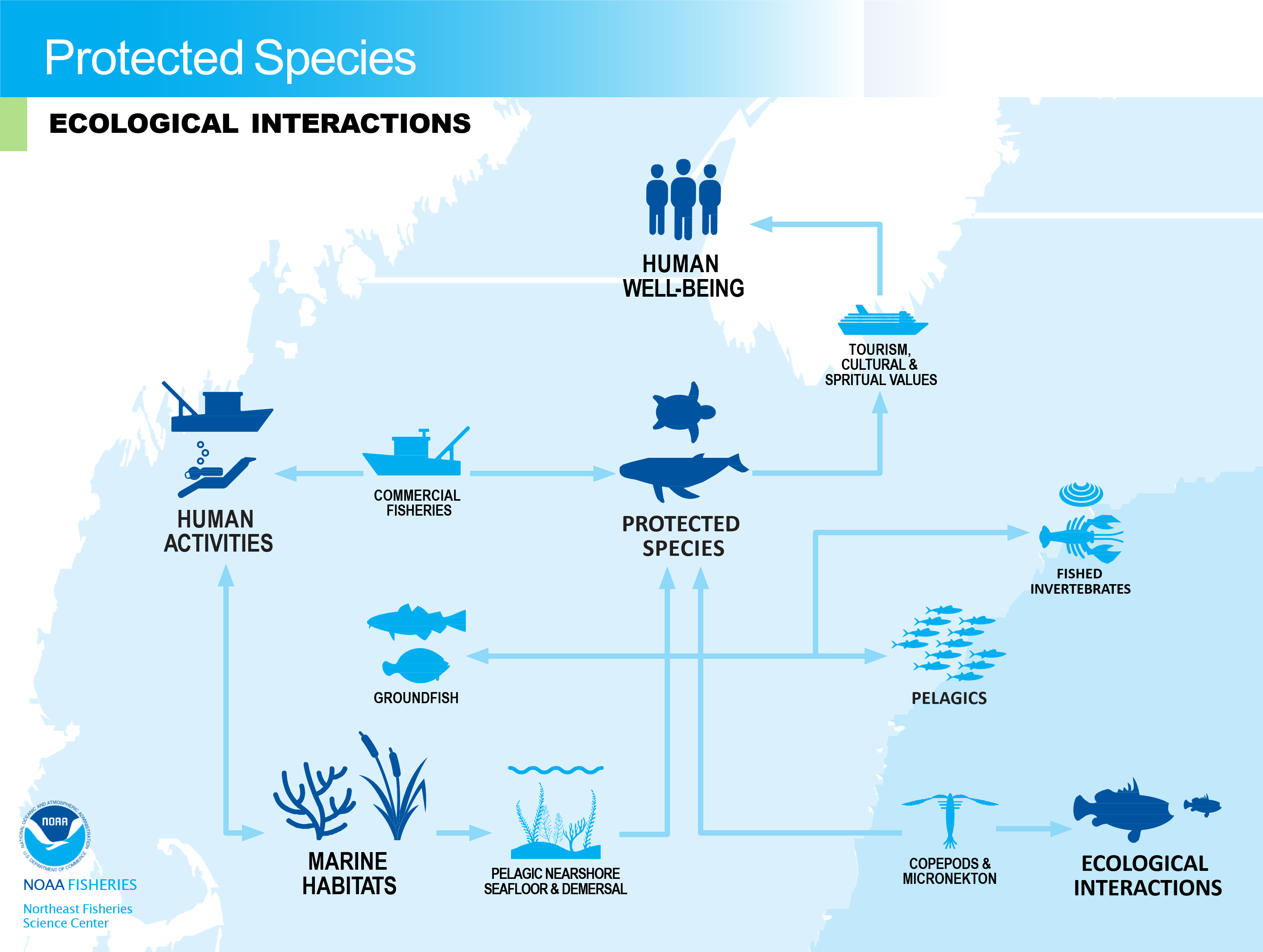 flowchart of the ecological interactions of protected species 