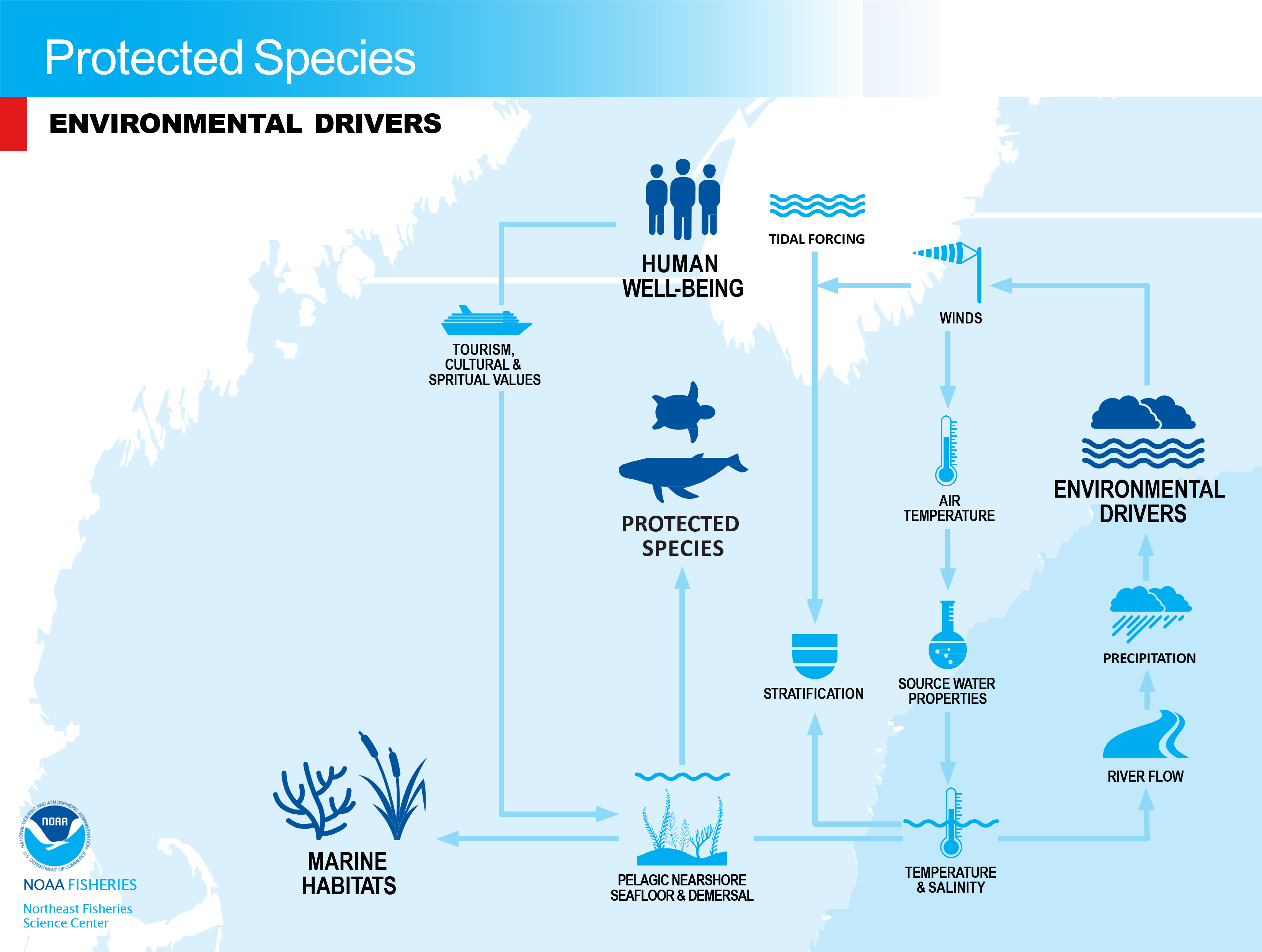 Conceptual model of protected species environmental drivers in the NE-LME.