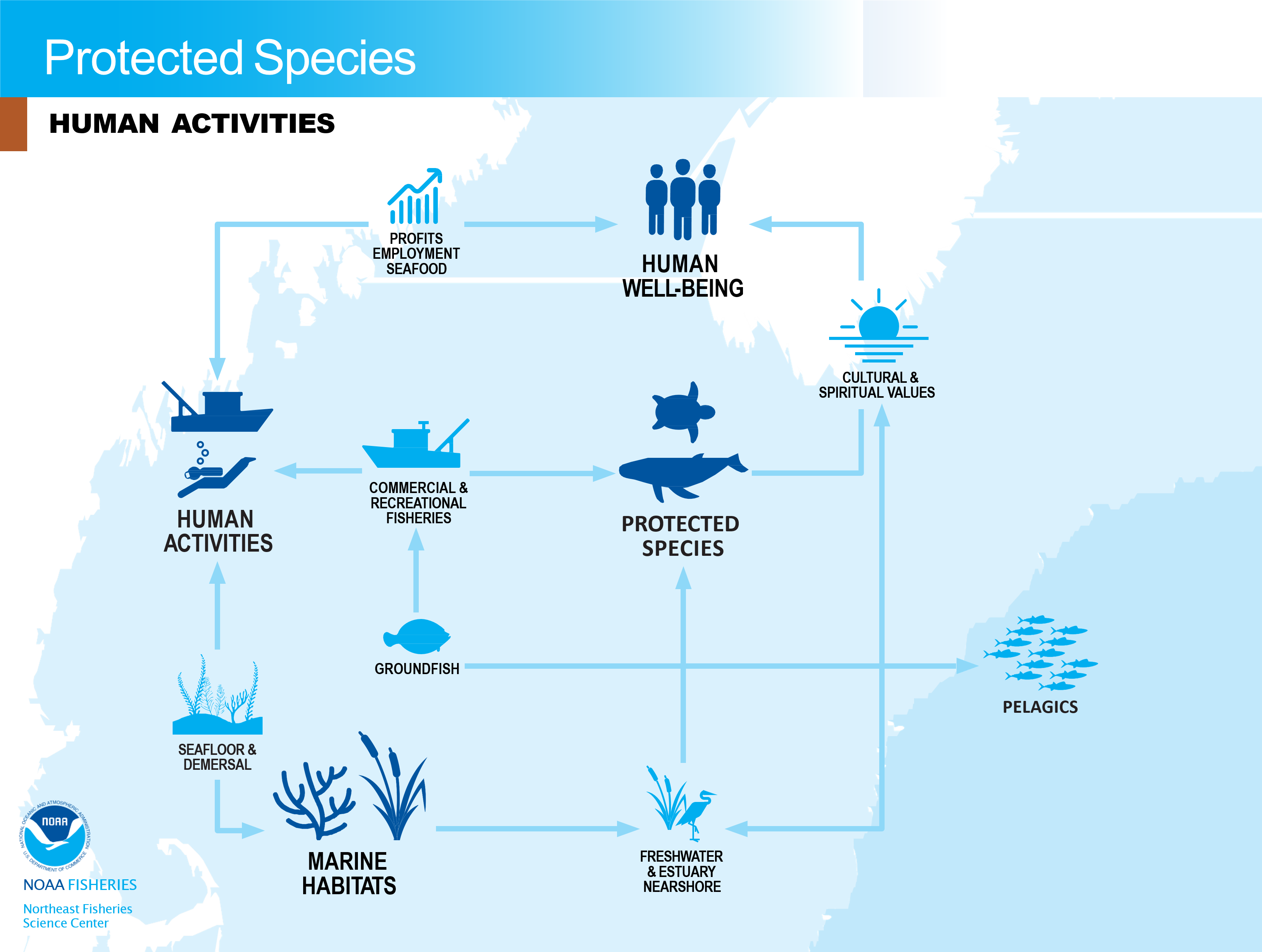 Conceptual model of human activities related to protected species