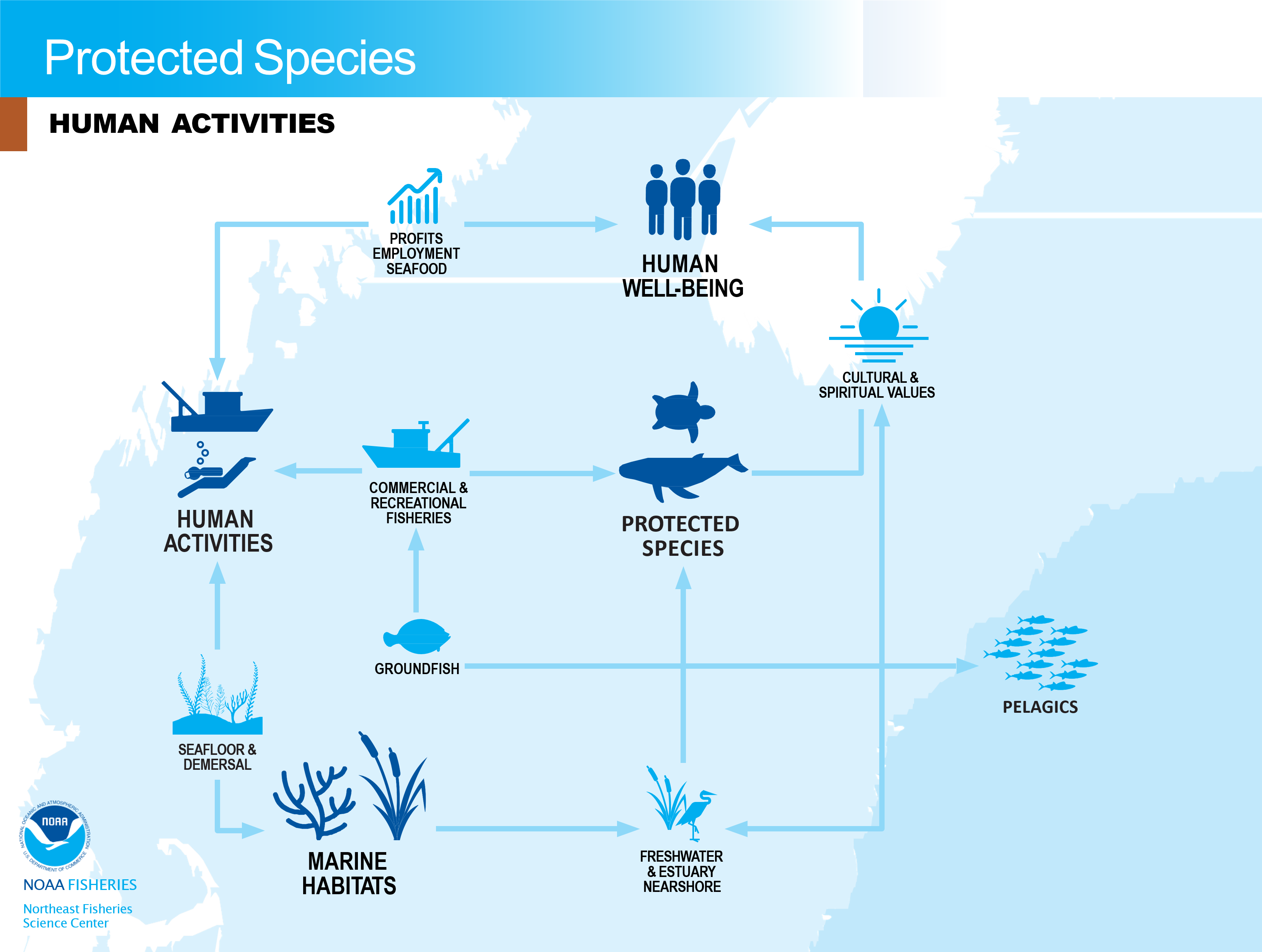 flowchart of human activities related to protected species