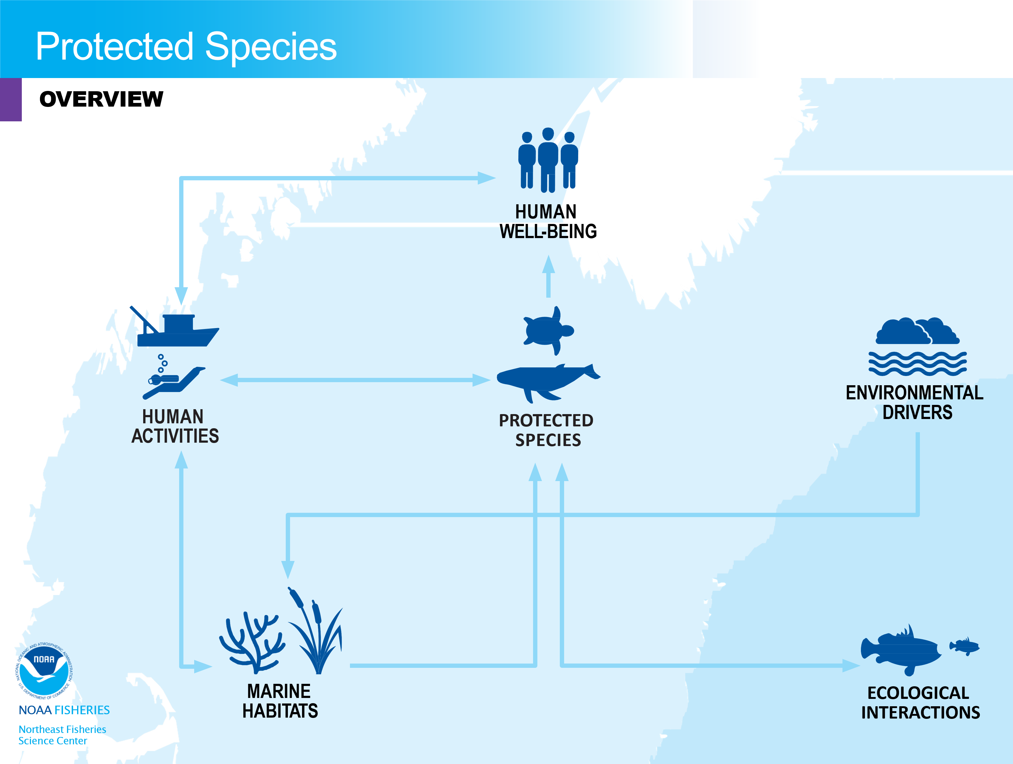 Conceptual model overview of protected species in the NE-LME