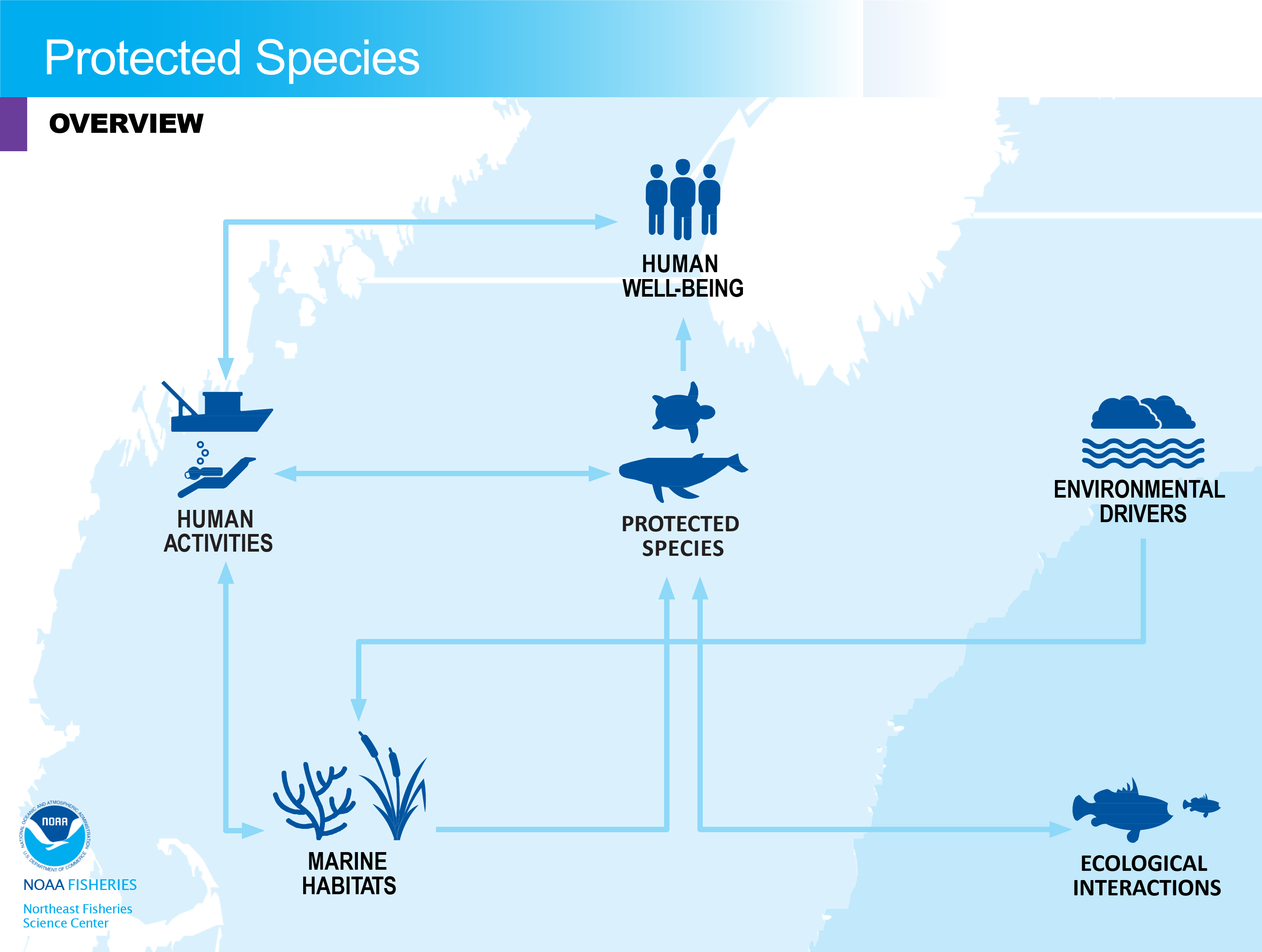 Flowchart of protected species interactions.