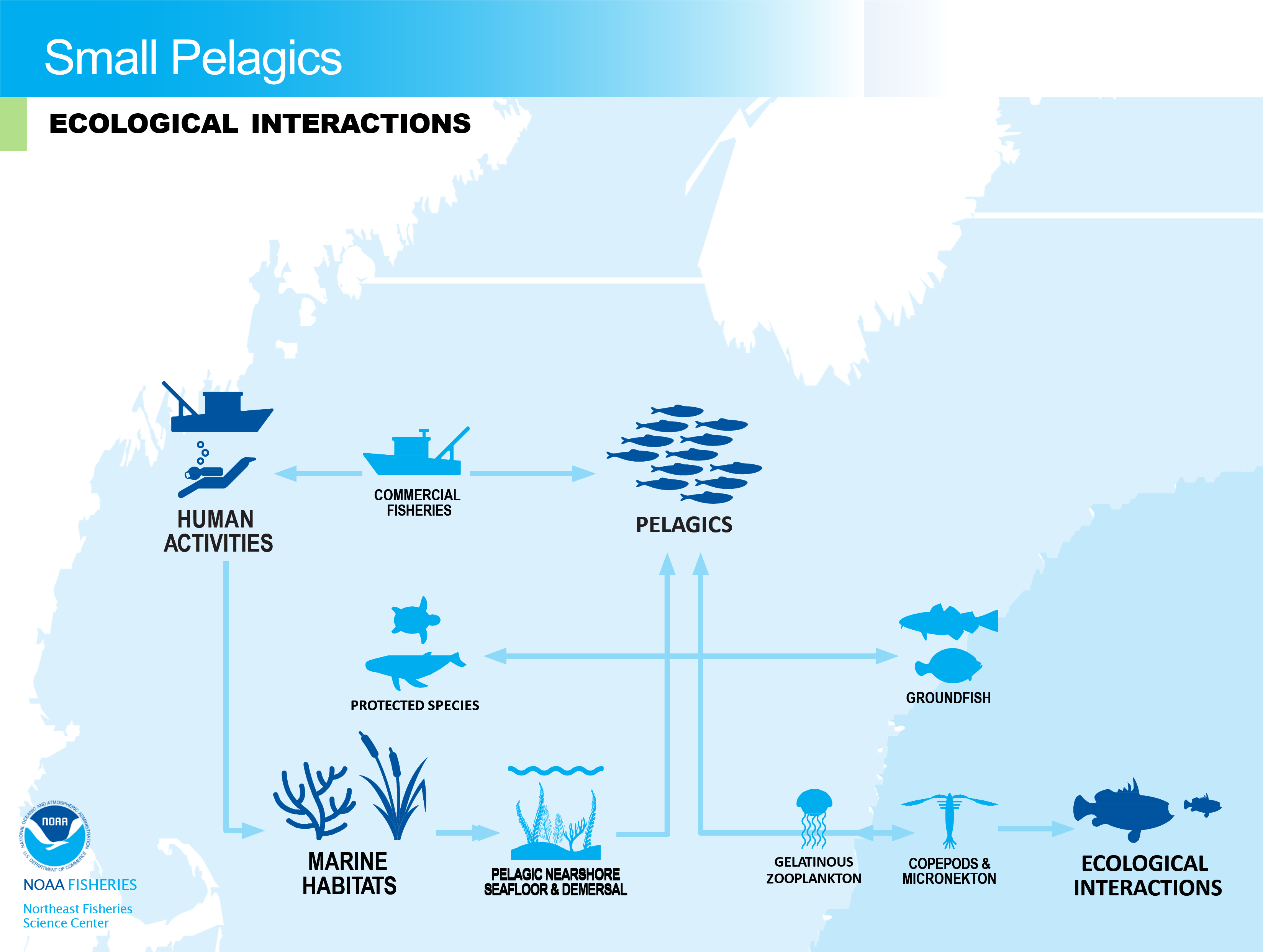 Conceptual model of small pelagics ecological interactions in the NE-LME.