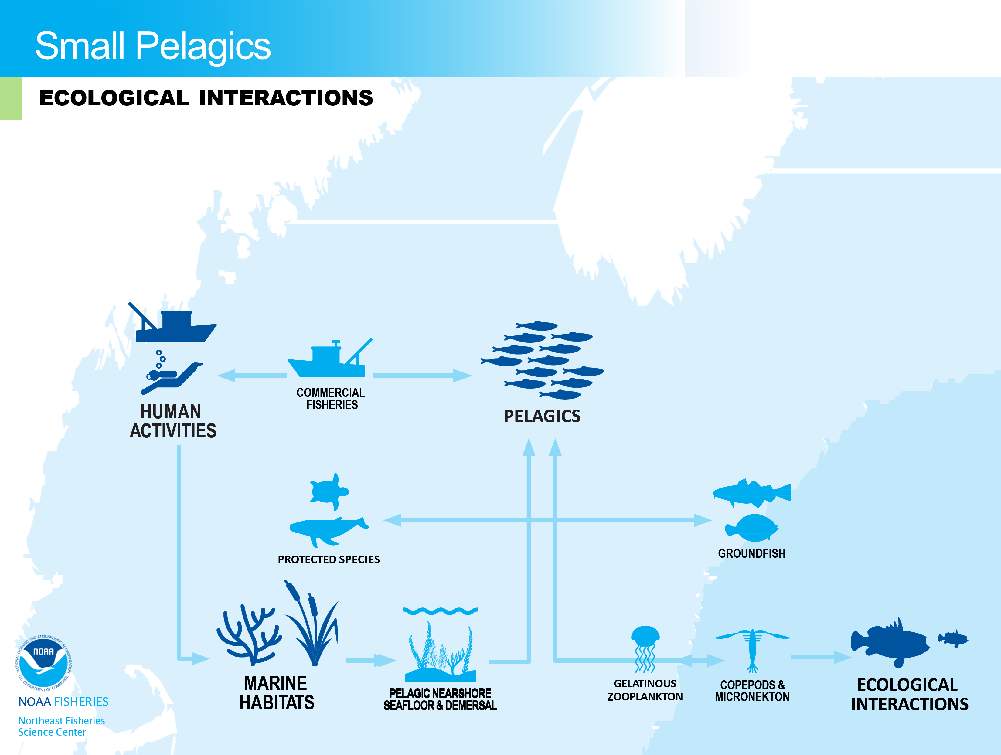 flowchart of ecological interactions for small pelagics