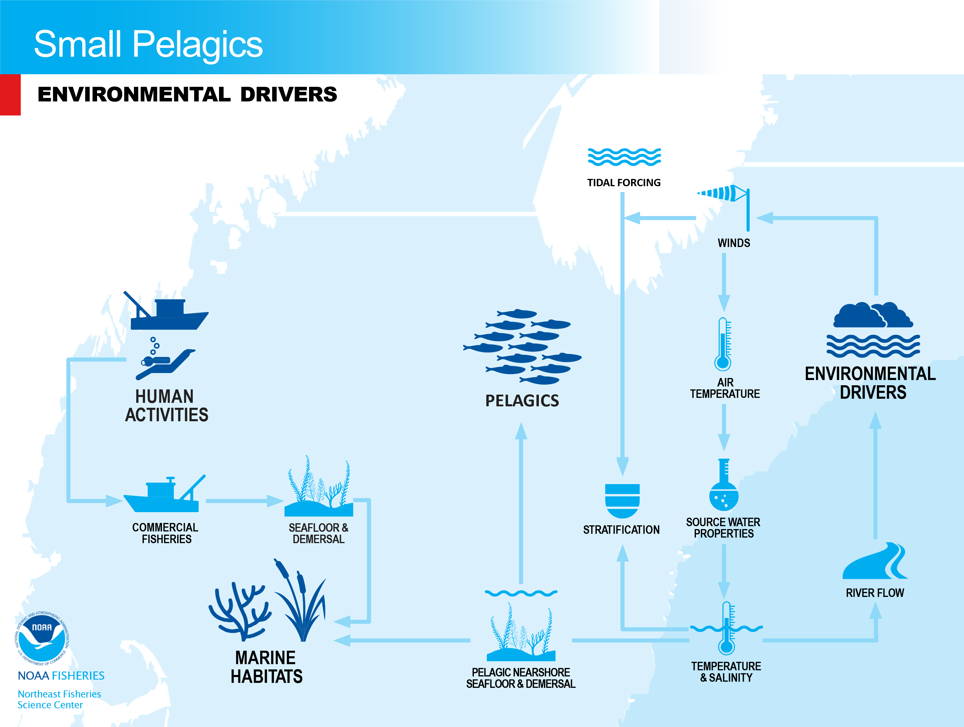 Conceptual model of environmental drivers of small pelagics