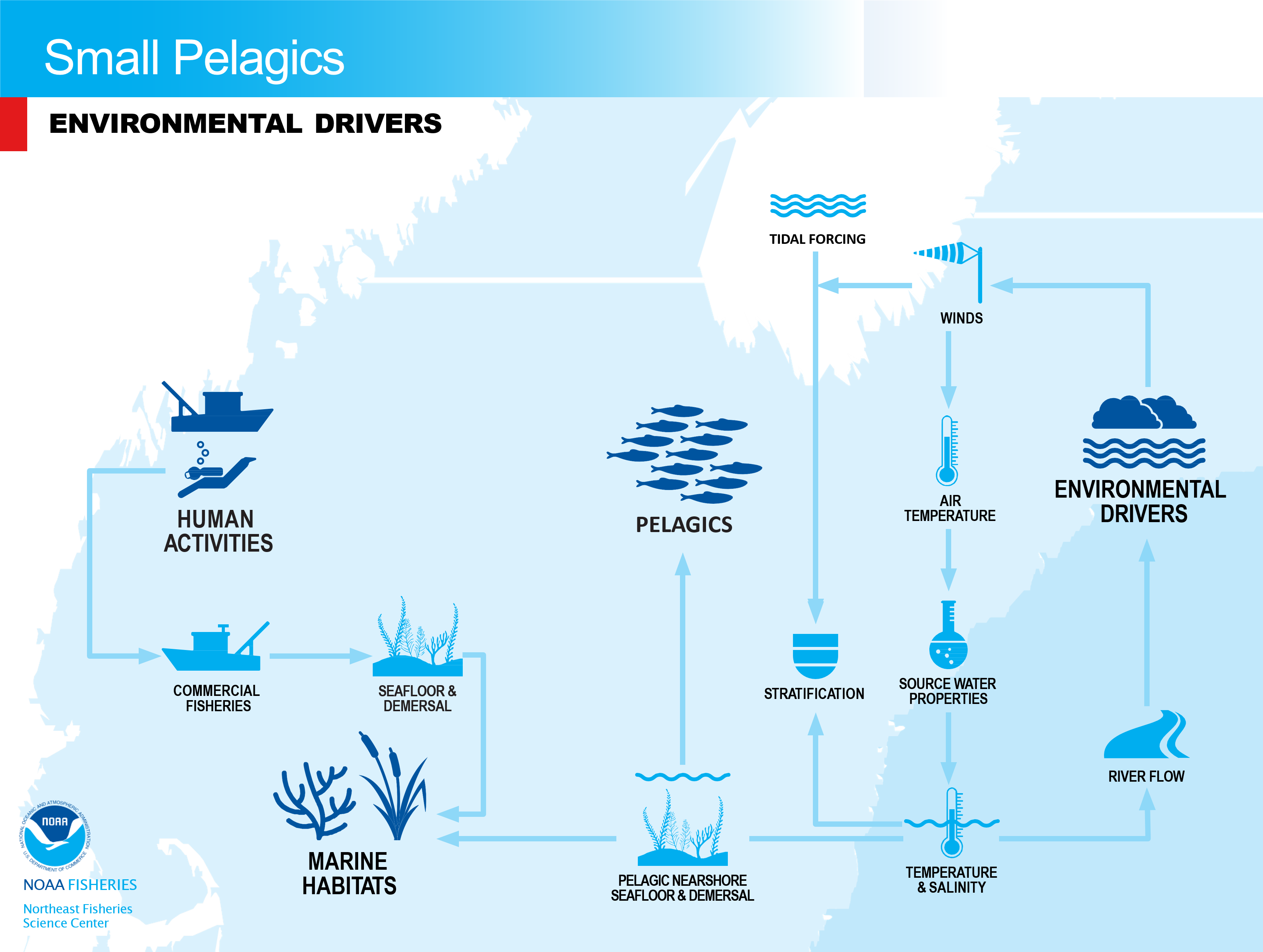 flowchart of environmental drivers for small pelagics