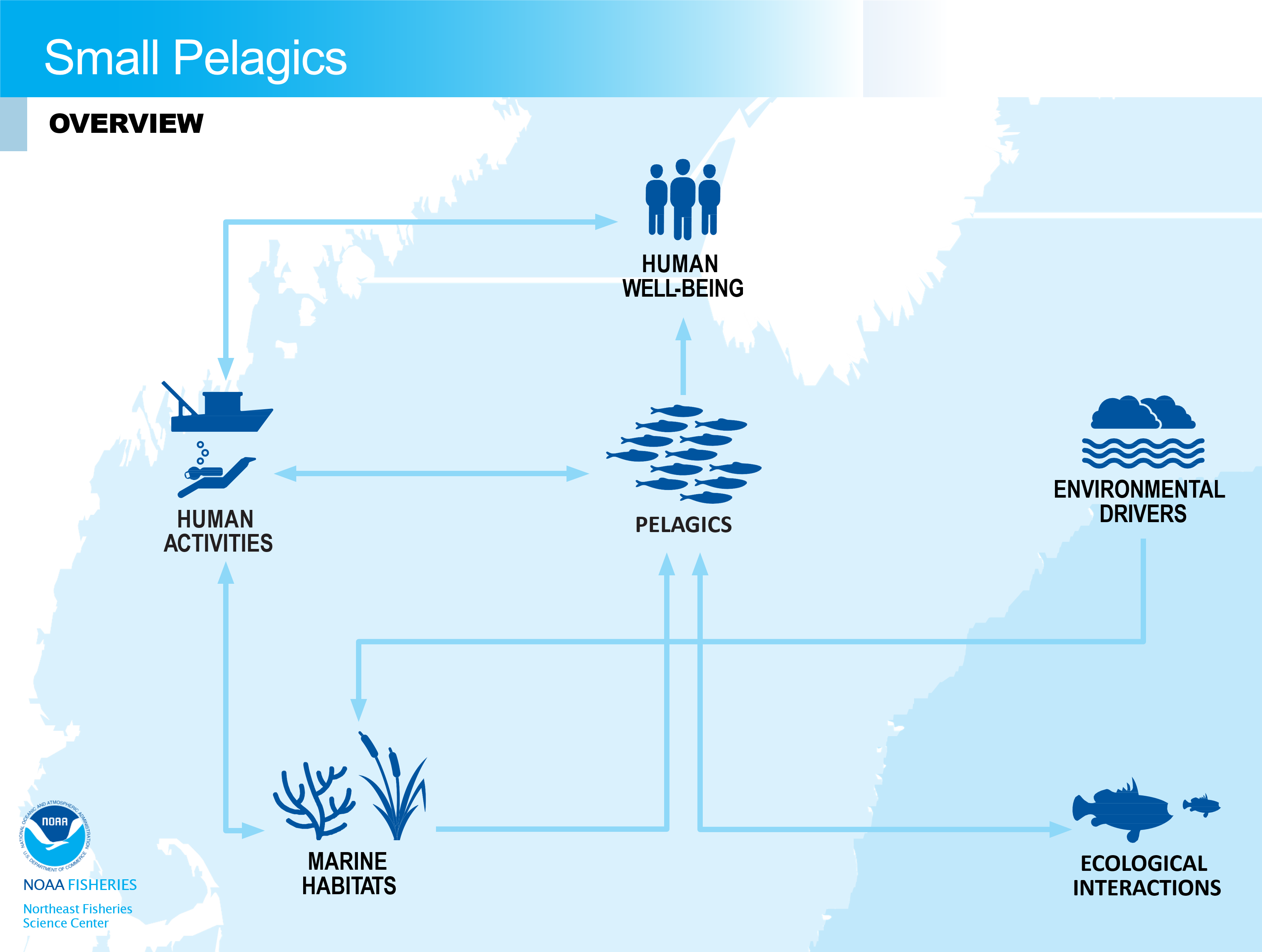 Conceptual model overview of small pelagics in the NE-LME.