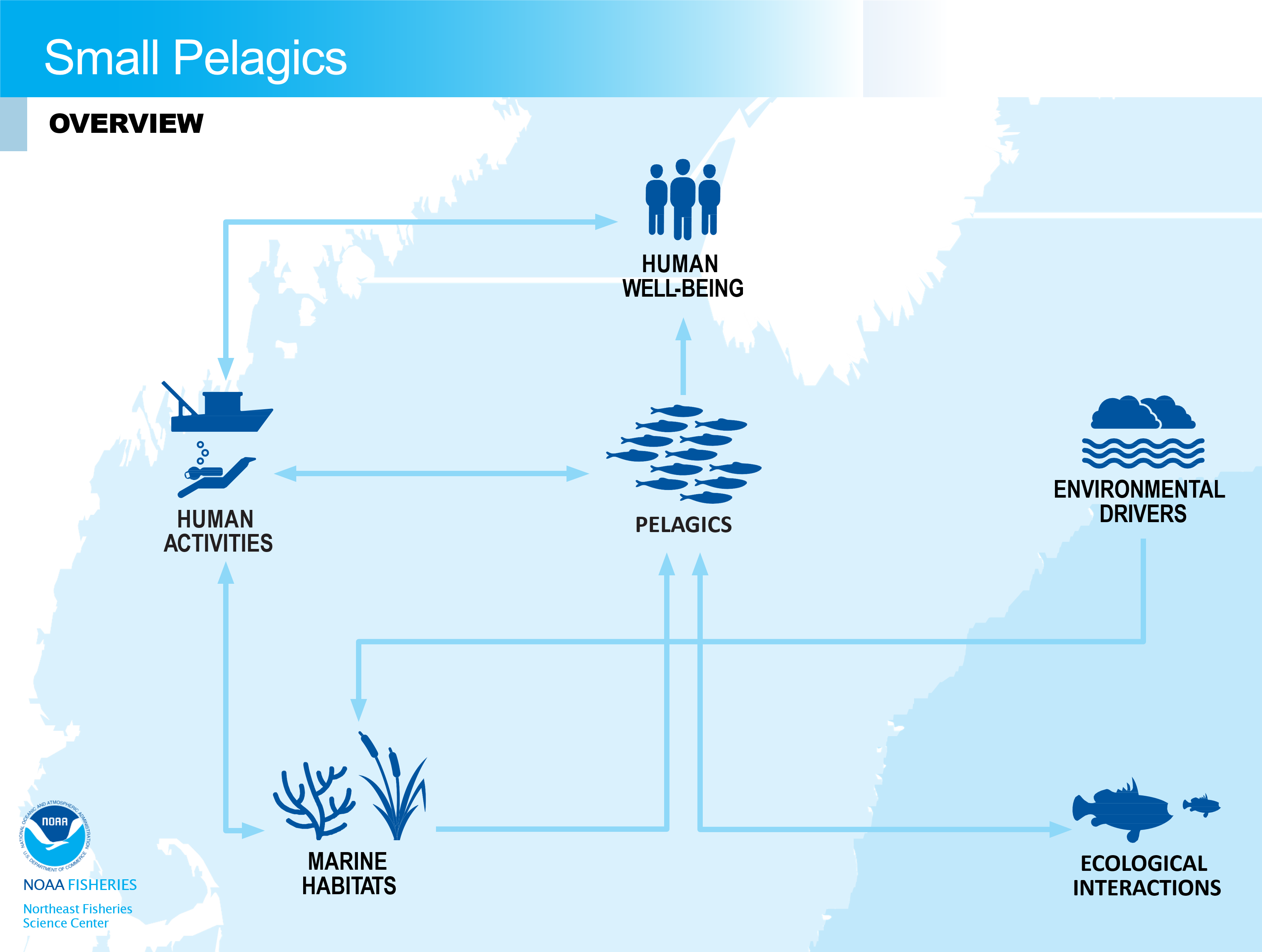 Flowchart of small pelagics