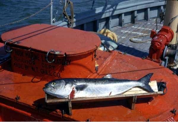 Bluefish on a fishing boat