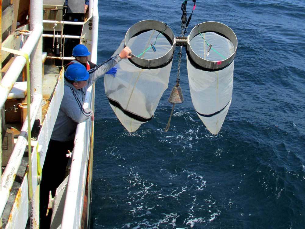 NEFSC scientists releasing bongo nets for plankton sampling.