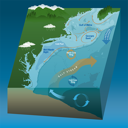 northeast large marine ecosystem