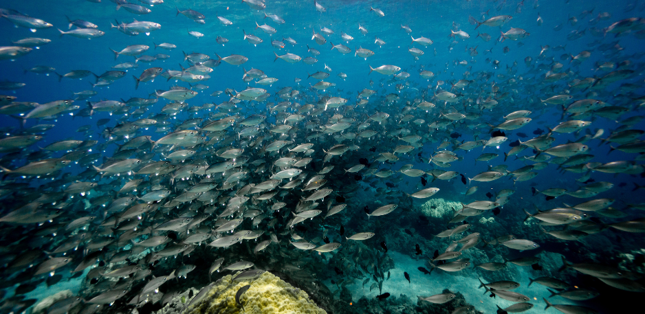 School of bigeye scad or akule near a coral reef.