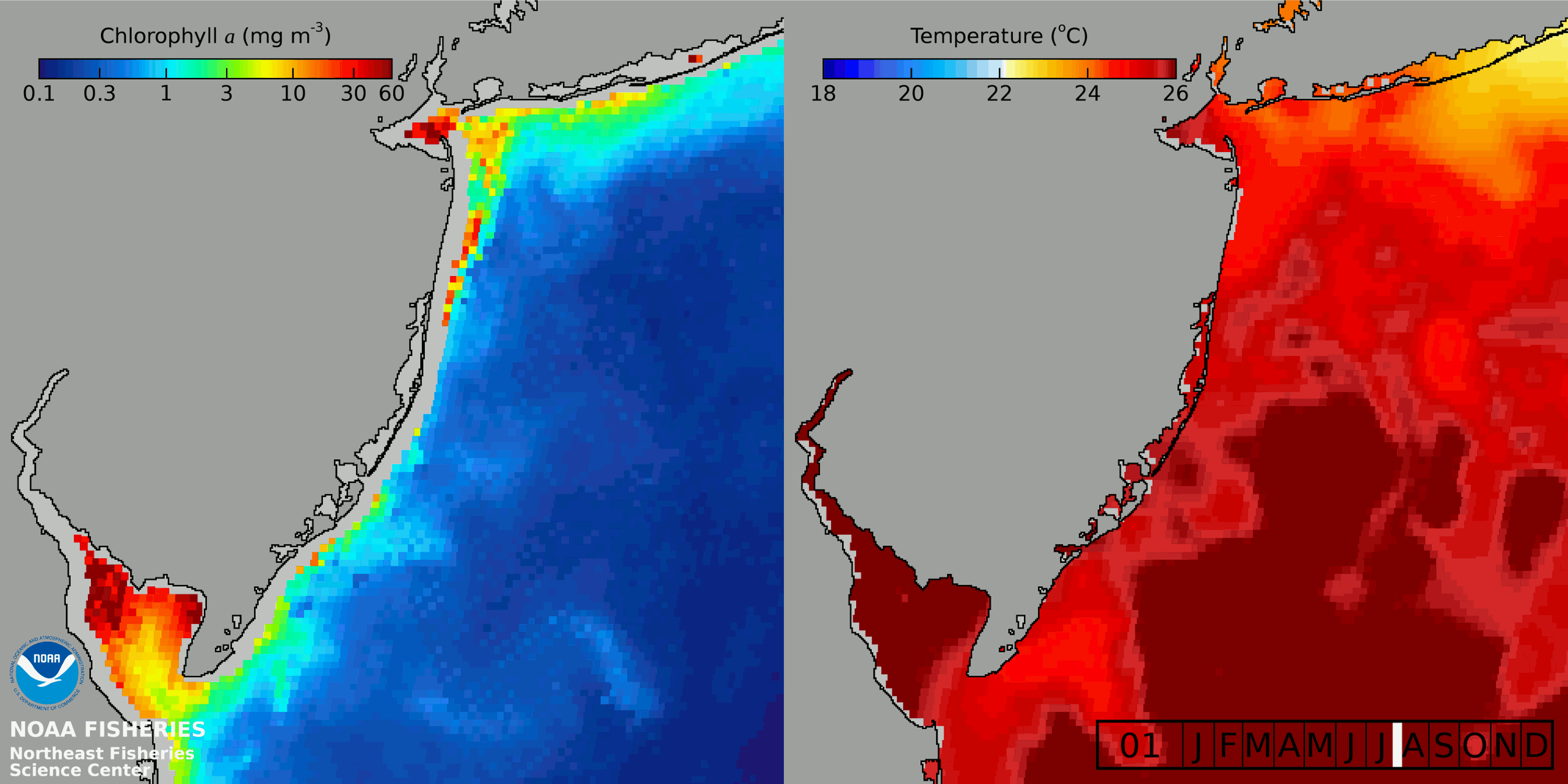 A time lapse of temperature (right) and chlorophyll α concentration (left) during an upwelling event in the Mid-Atlantic.