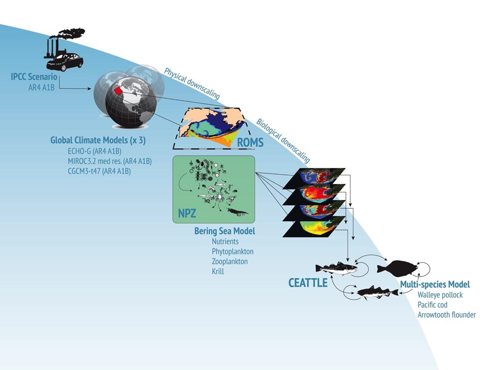 Ceattle model