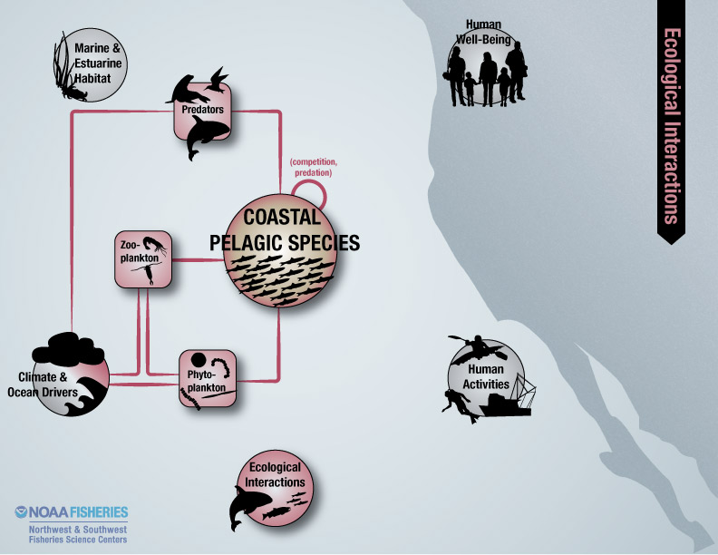 Ecological interactions for coastal pelagic species