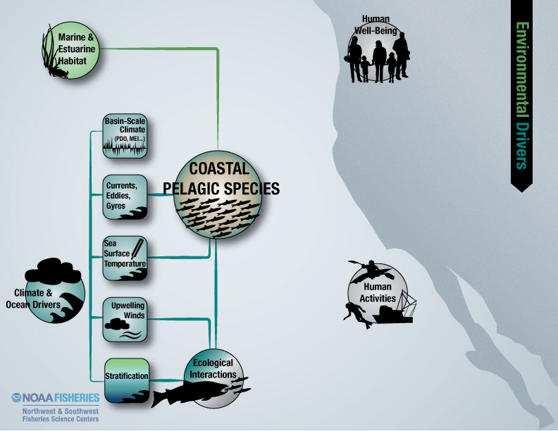 Environmental drivers for coastal pelagic species