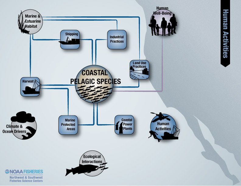 Human activities associated with coastal pelagic species