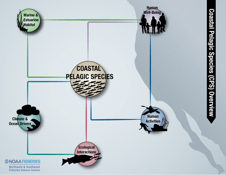 coastal pelagic species overview