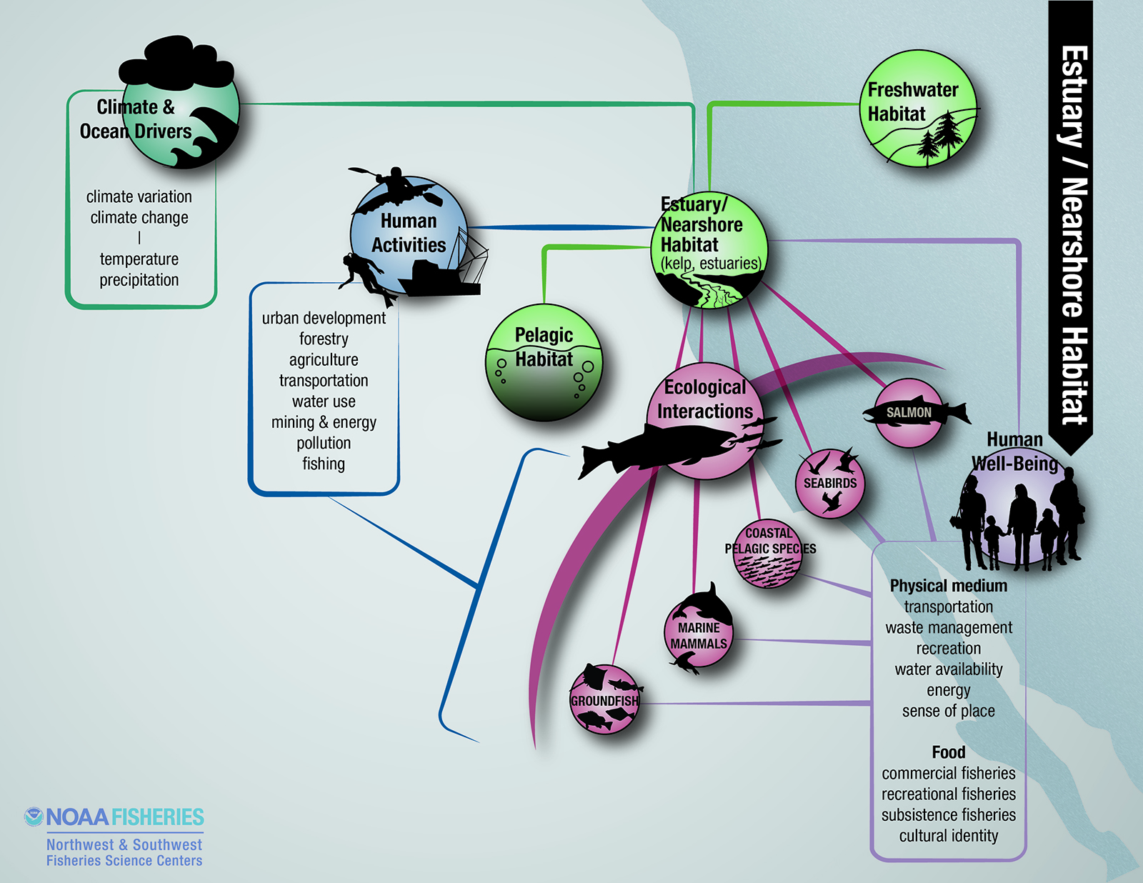 estuary habitat diagram