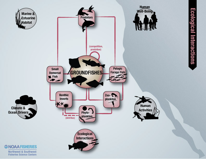 Groundfishes ecological interactions