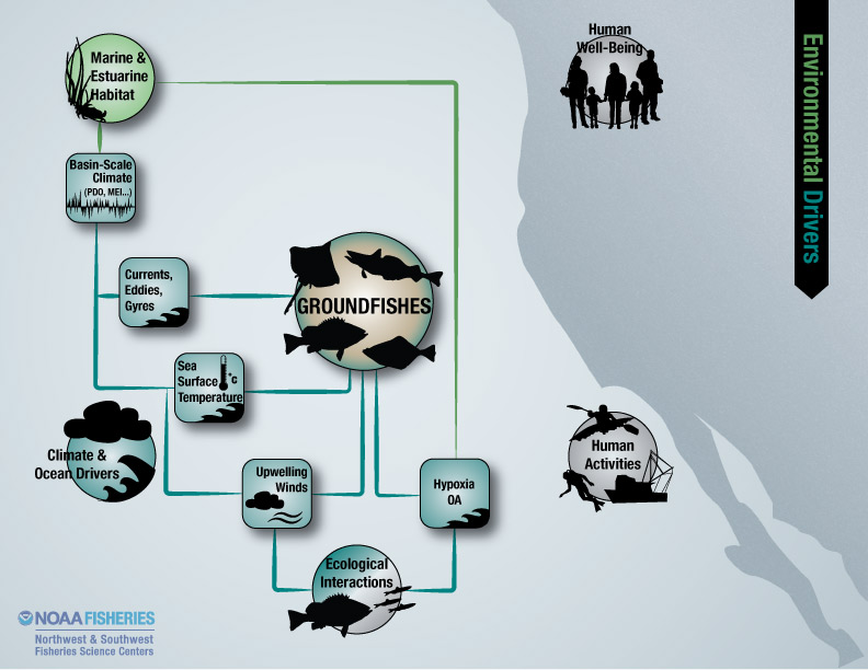Groundfishes environmental drivers