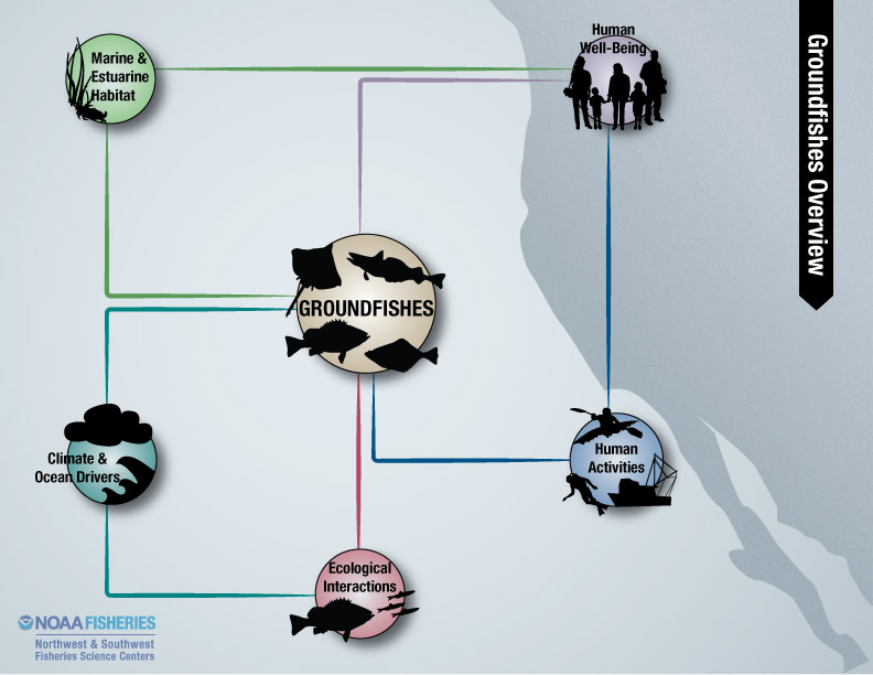 Groundfishes overview