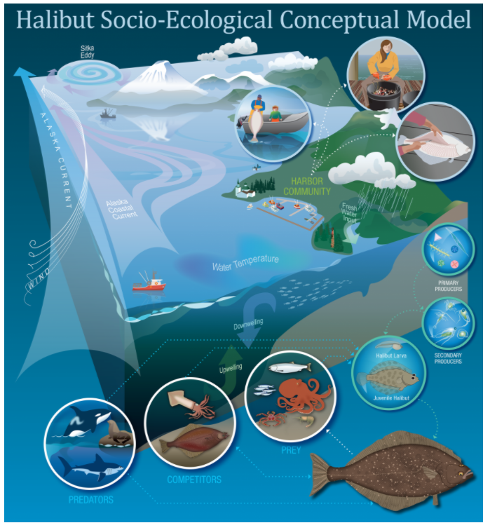 Halibut conceptual model