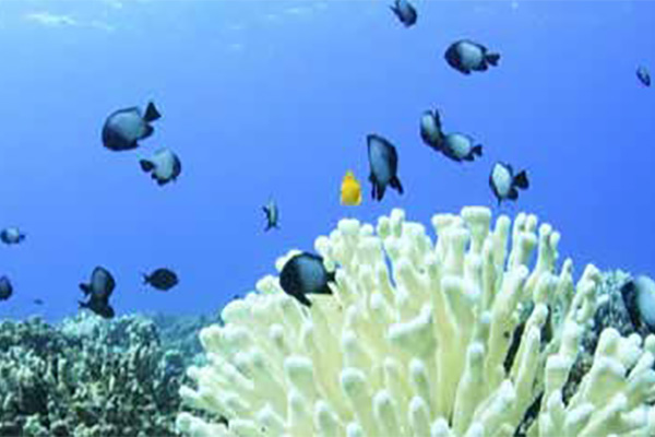 hi-esr-coral-bleaching-600x400.jpg